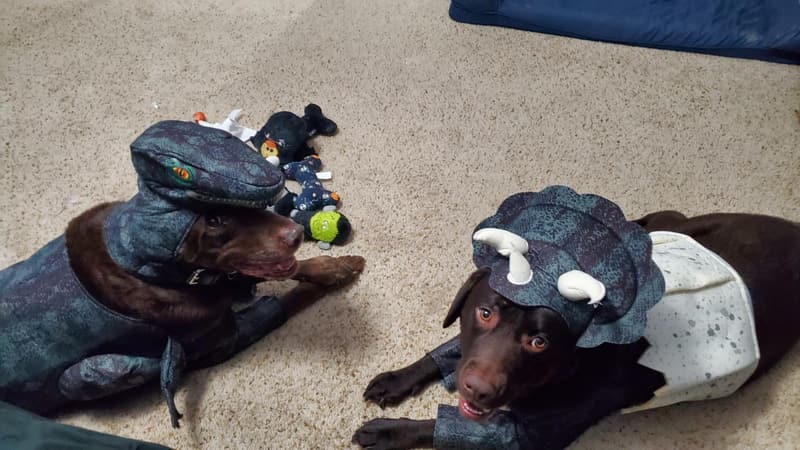 Large Dinosaur Dog Costume