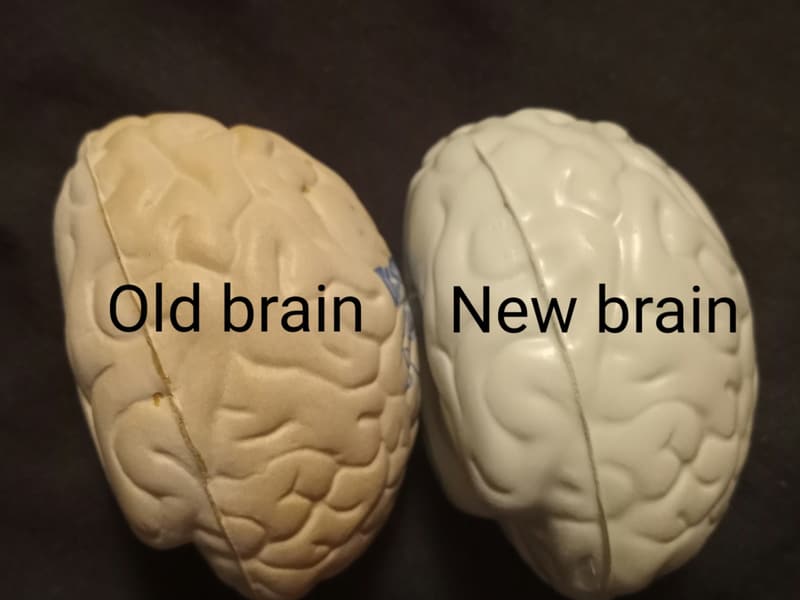Gray Brain Stress Relief Toy by Ariel