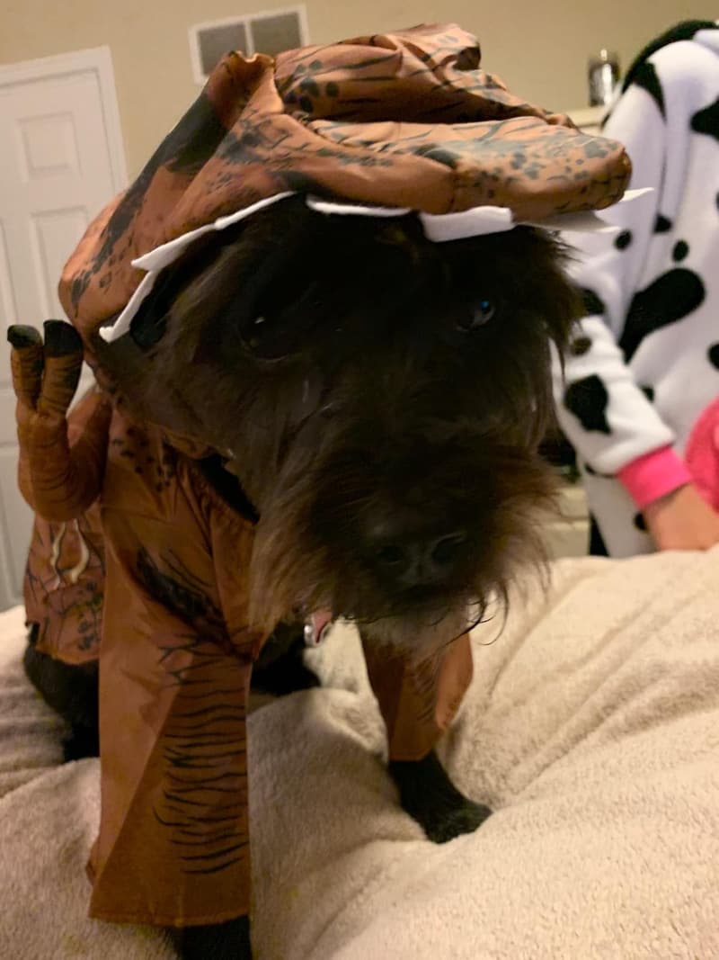 Jurassic World T. Rex Dinosaur Pet Costume for Halloween, Medium