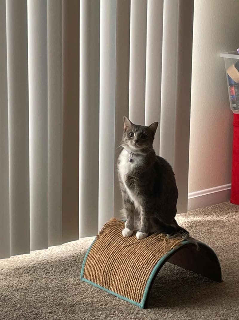 Cat Wave Scratcher by Boots & Barkley