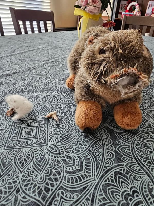 Nuts Squirrel Plush Dog Toy